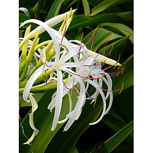 �ư���͡��ϥޥ楦��