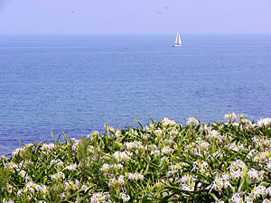 �ư���͡��ϥޥ楦��