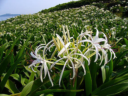 �ư���͡��ϥޥ楦��