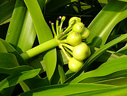 �ư���͡��ϥޥ楦��