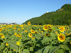 ����Į����Ҥޤ��ࣲ