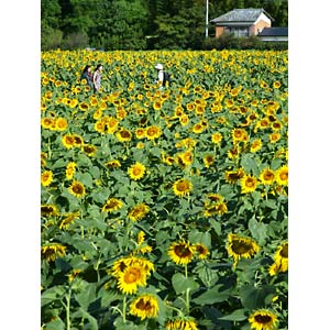 ����Į����Ҥޤ���11