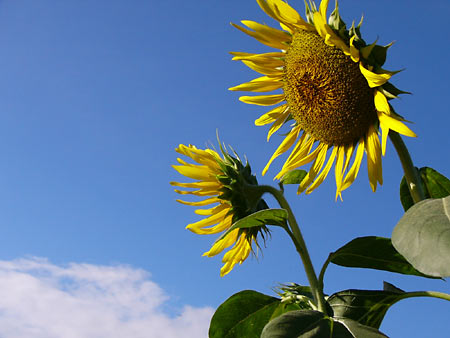 ����Į����Ҥޤ��ࣱ