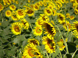 ����Į����Ҥޤ��ࣹ