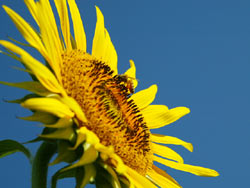 ����Į����Ҥޤ���13