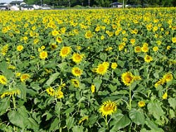 ����Į����Ҥޤ���14