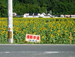 ����Į����Ҥޤ��ࣵ