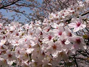 �����Ӹ���κ���