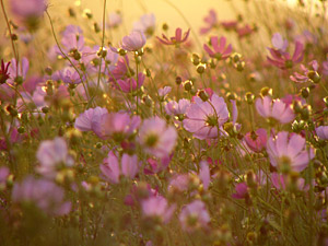 �㾾�����⥹��ƻ��