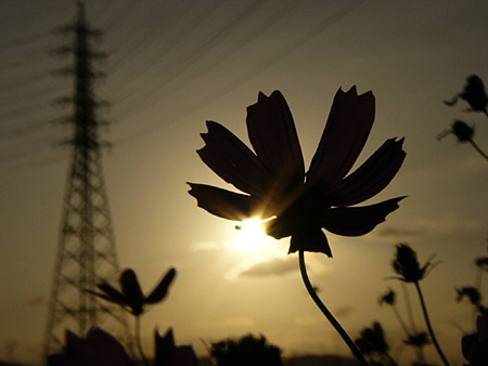 �㾾�����⥹��ƻ��