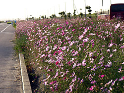 �㾾�����⥹��ƻ��