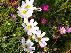 �㾾�����⥹��ƻ��