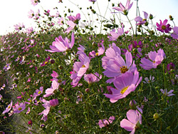 �㾾�����⥹��ƻ��