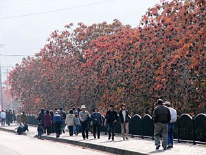 ����������ȧ���ڣ�