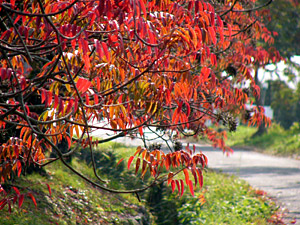 ����������ȧ���ڣ�