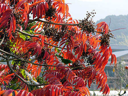 ����������ȧ���ڣ�