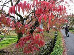 ����������ȧ���ڣ�