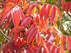 ����������ȧ���ڣ�