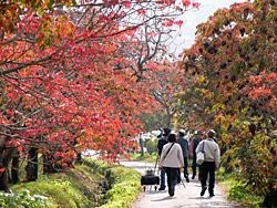 ����������ȧ���ڣ�