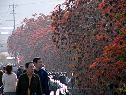 ����������ȧ���ڣ�