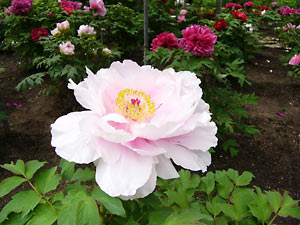 ���廳��ð�ࣲ