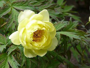 ���廳��ð�ࣳ