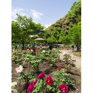 ���廳��ð�ࣴ