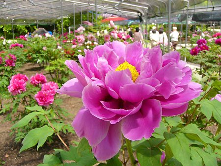 ���廳��ð�ࣱ