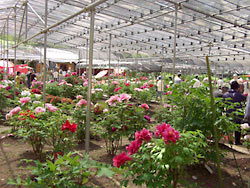 ���廳��ð�ࣷ