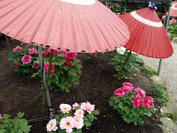 ���廳��ð�ࣶ