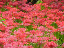 �۾����߲�_���磱