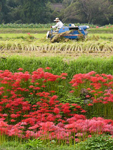 �۾����߲�_���磲