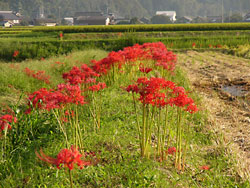 �۾����߲�_���磳