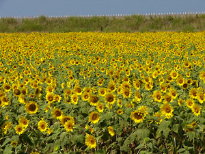 ����Ҥޤ��פꣲ