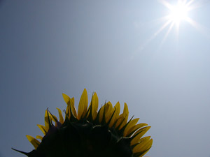 ����Ҥޤ��פꣶ