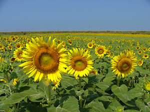 ����Ҥޤ��פ�10