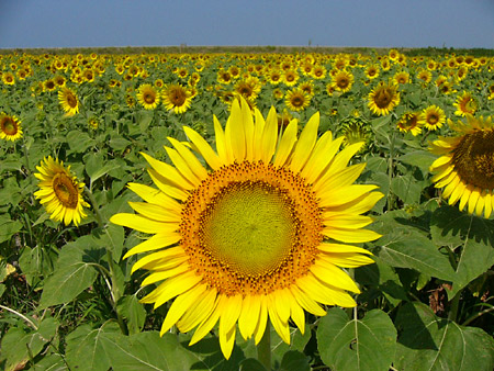 ����Ҥޤ��פ꣱