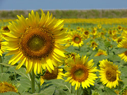 ����Ҥޤ��פꣳ