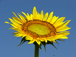 ����Ҥޤ��פꣴ