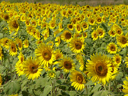 ����Ҥޤ��פꣵ