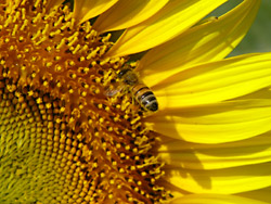 ����Ҥޤ��פꣷ