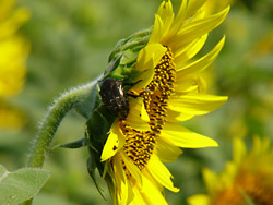 ����Ҥޤ��פ꣸