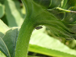 ����Ҥޤ��פ꣹