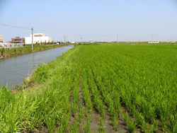 ����Ҥޤ��פ�12