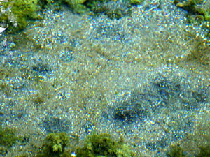 ����帻��