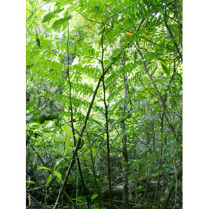 ���Ϳ��ܣ�